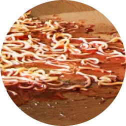 Spaghetti